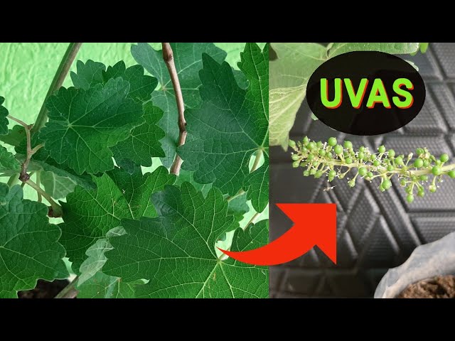 La majestuosidad de la planta de uva