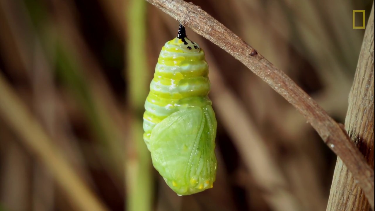 La metamorfosis: cuando la oruga se transforma
