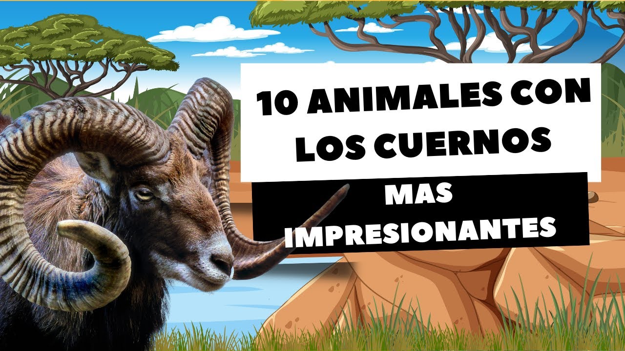 La nuca de los animales con cuernos y su curiosidad