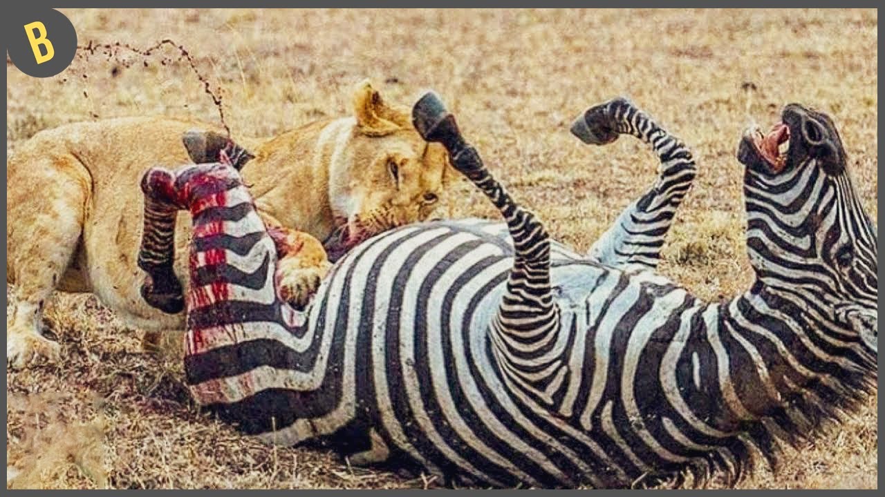 La presa que caza la cebra