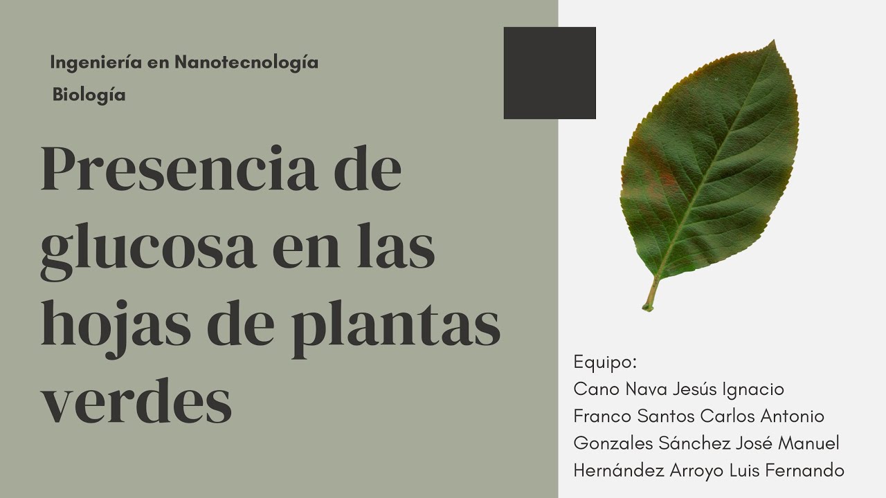 La presencia de glucosa en hojas verdes