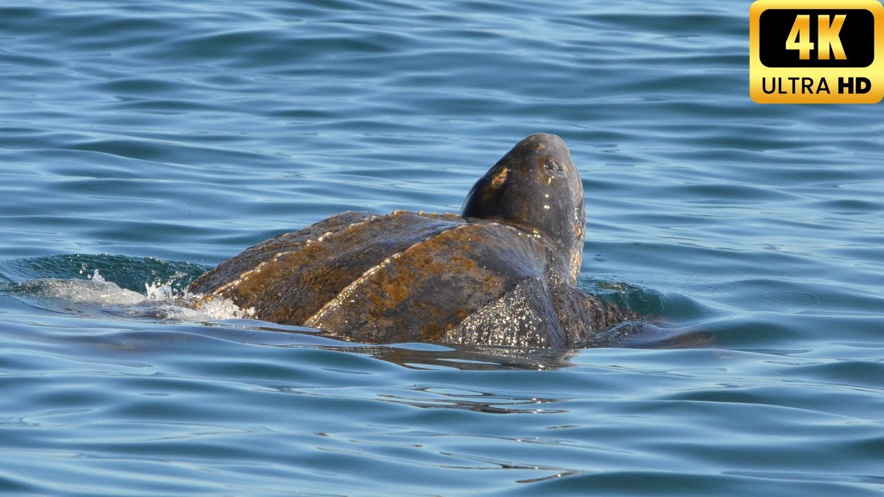 La tortuga baula en peligro de extinción: ¡descúbrela!