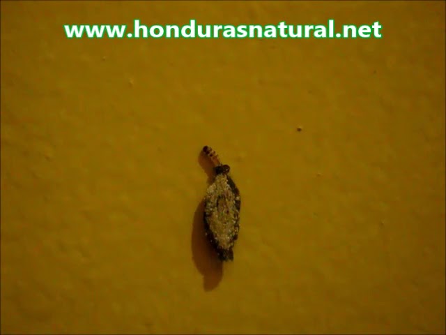 Larvas de polilla en tu pared