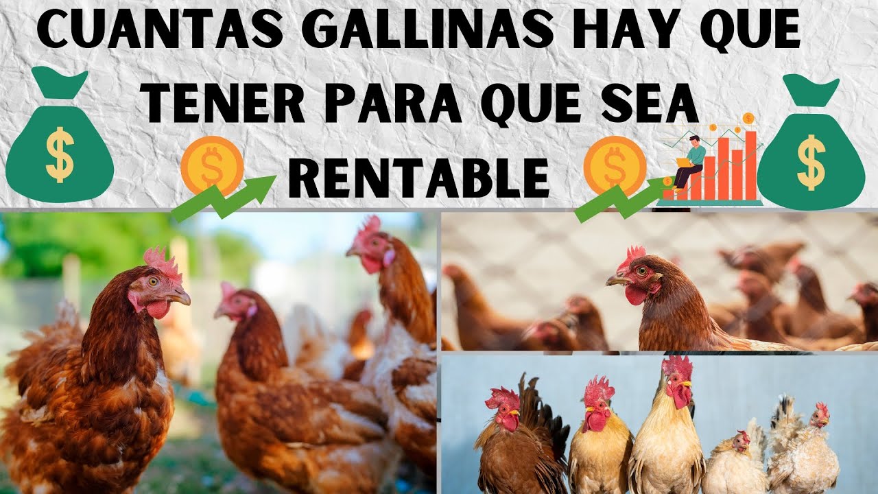 Lo que no puede faltar en una granja