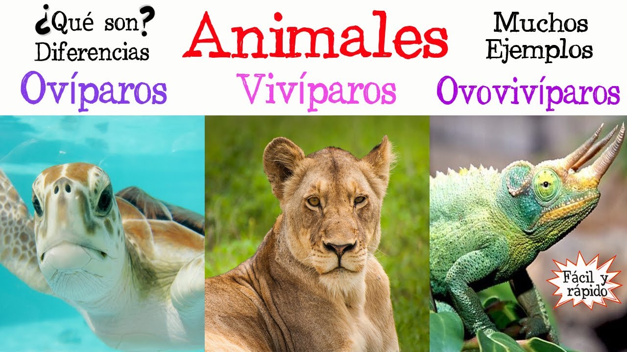 Lombriz de tierra: ¿ovípara o vivípara?