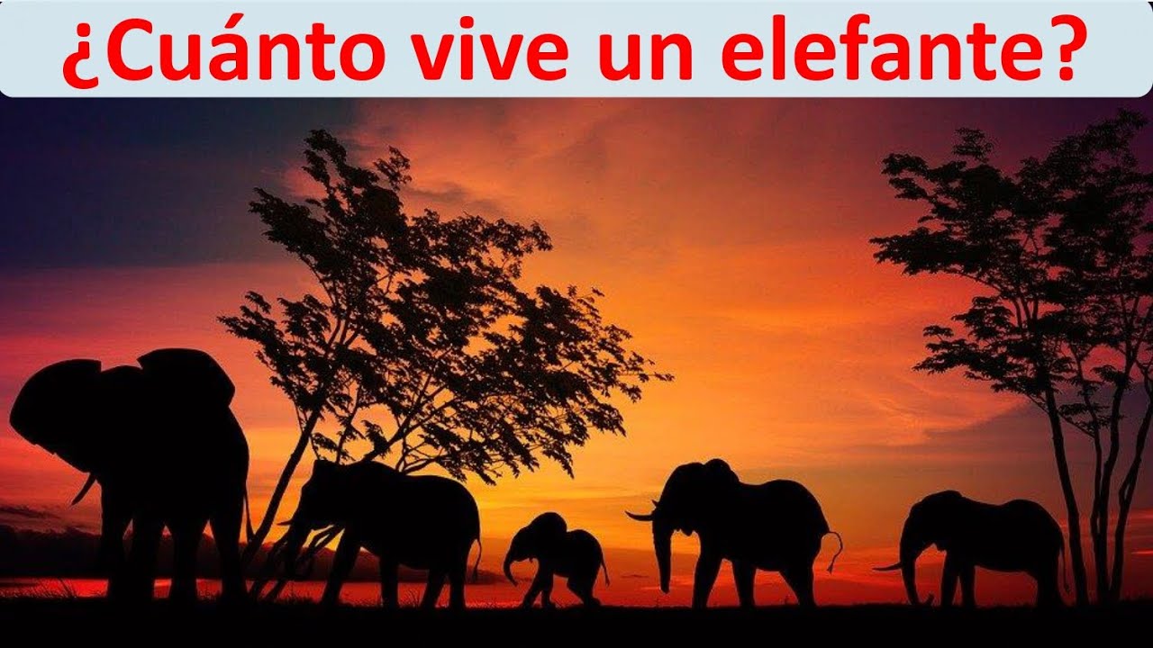 Longevidad de los elefantes: ¿Cuánto viven?