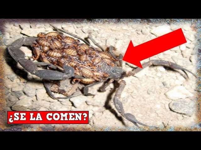 Los Huevos de Alacrán: ¿Cómo son?