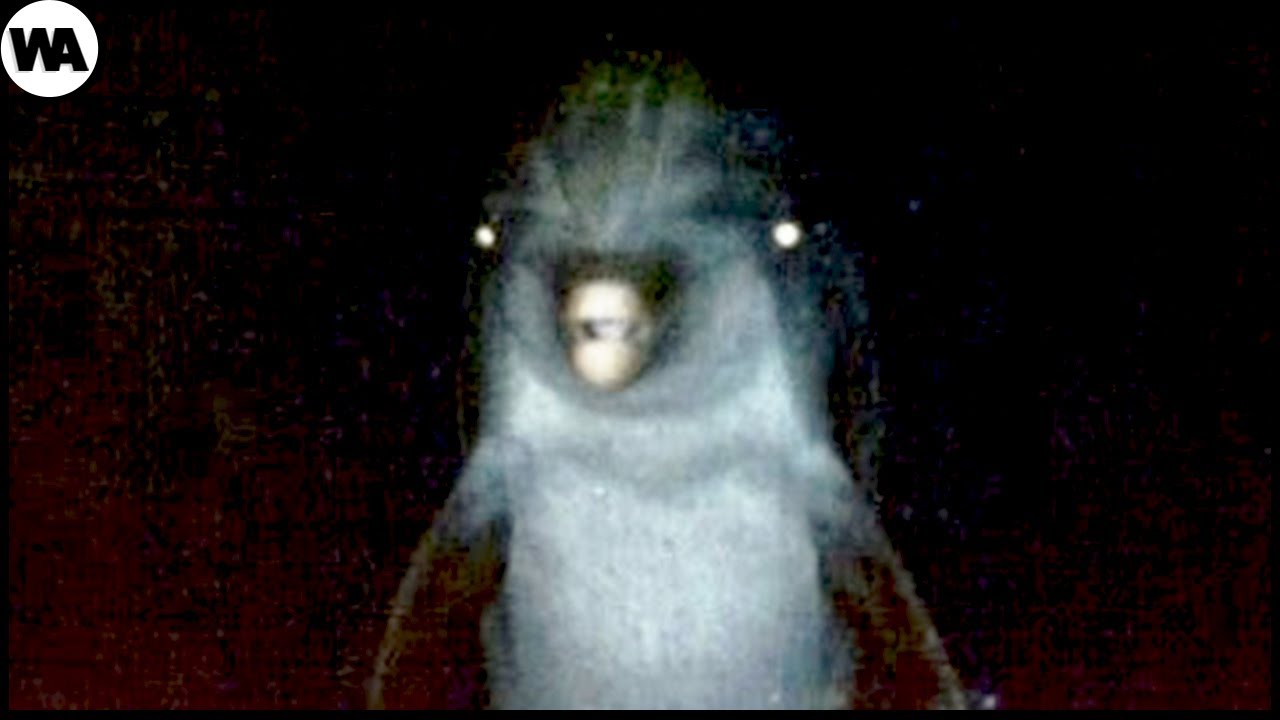Los delfines más adorables del planeta