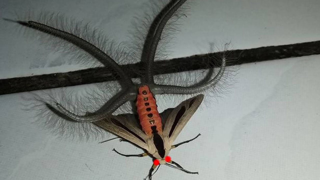 Los insectos más feos del mundo