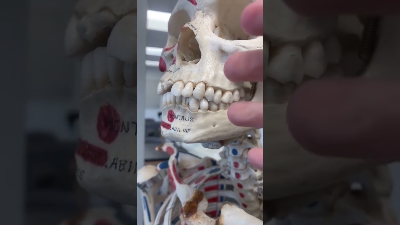 Mandíbulas con dientes en vertebrados