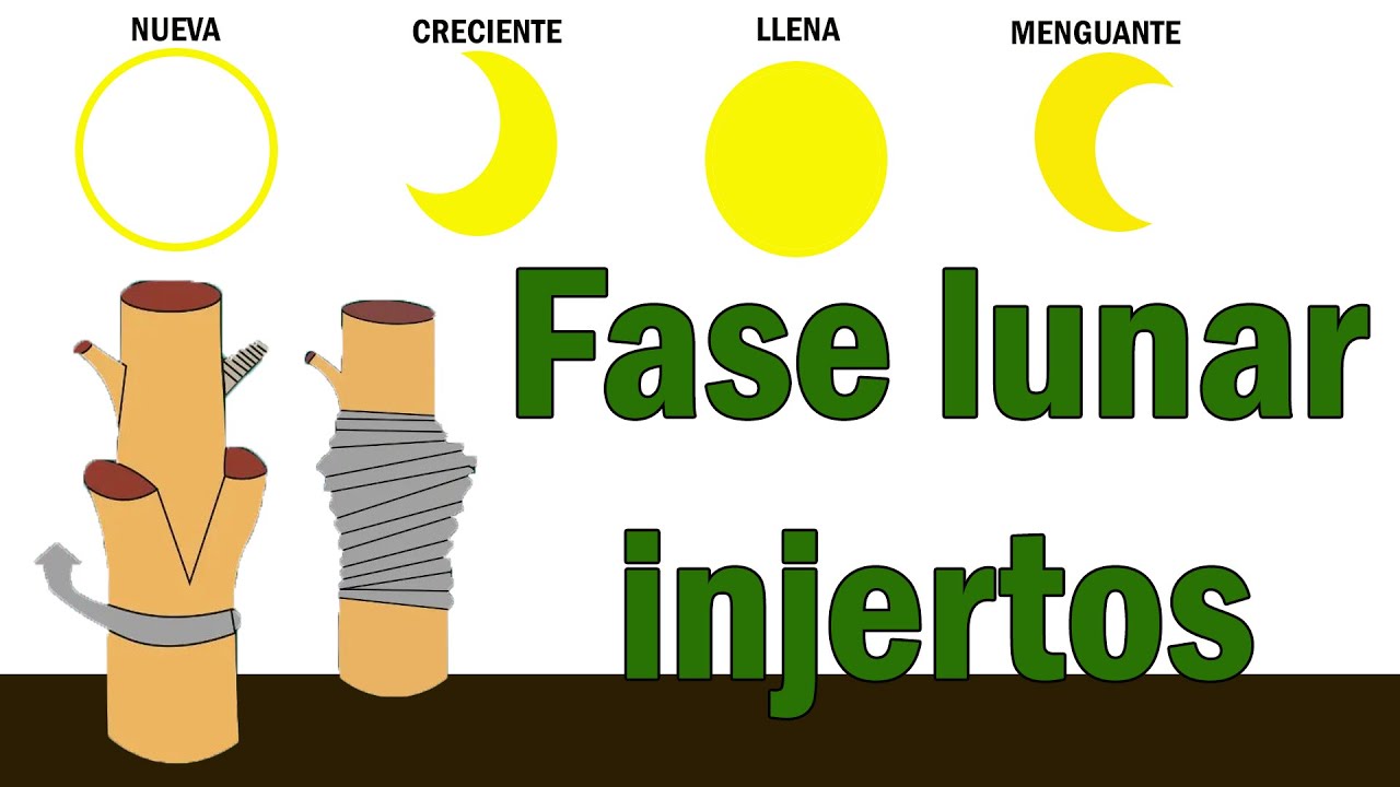 Mejor época para hacer injertos en árboles frutales