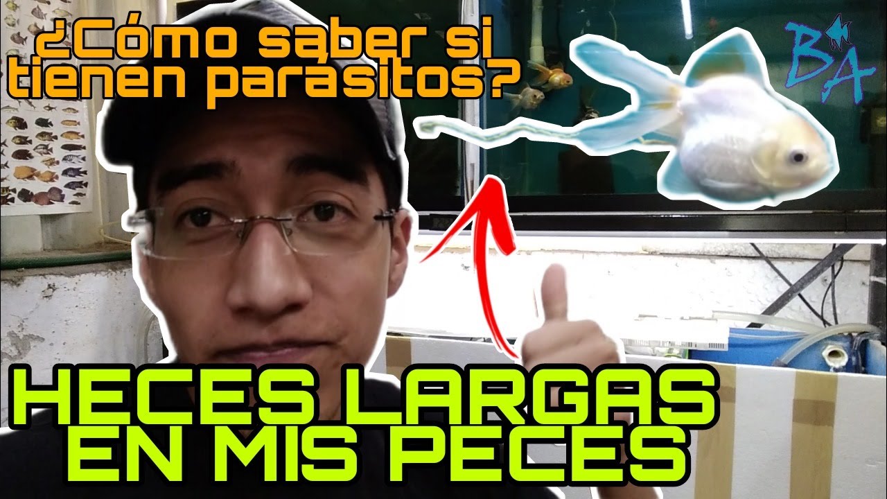 Mi pez tiene un hilo blanco