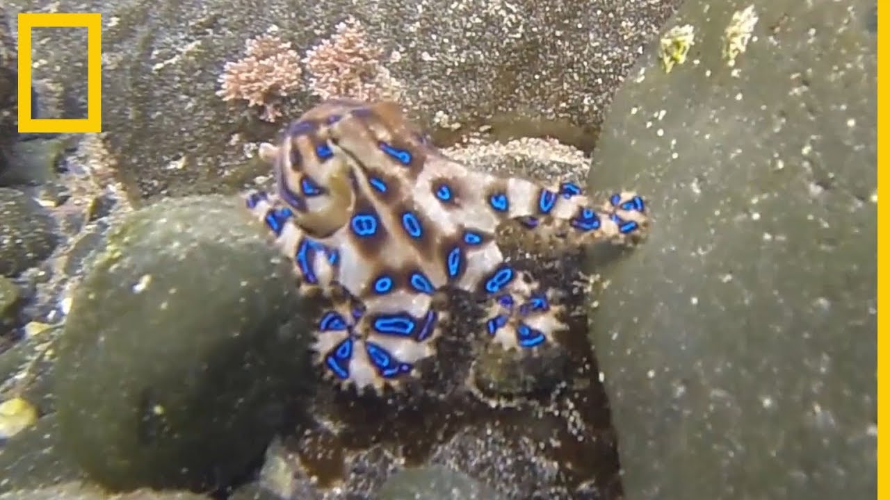 Misterioso hogar: ¿Dónde vive el pulpo de anillos azules?