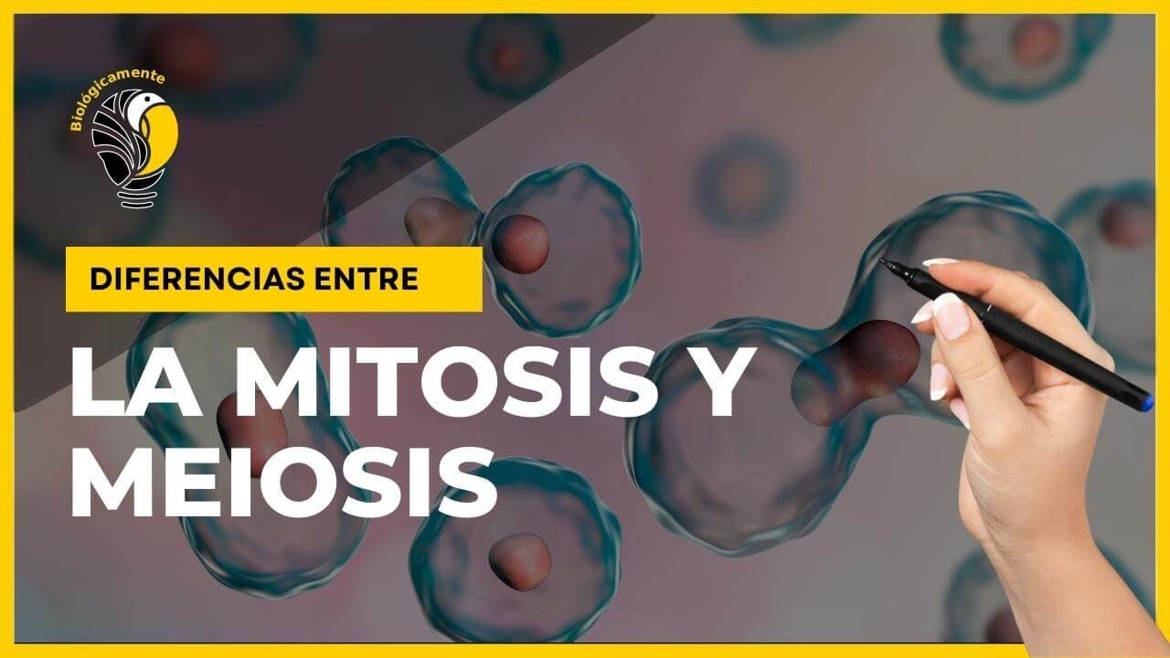 Mitosis y meiosis: fundamentales