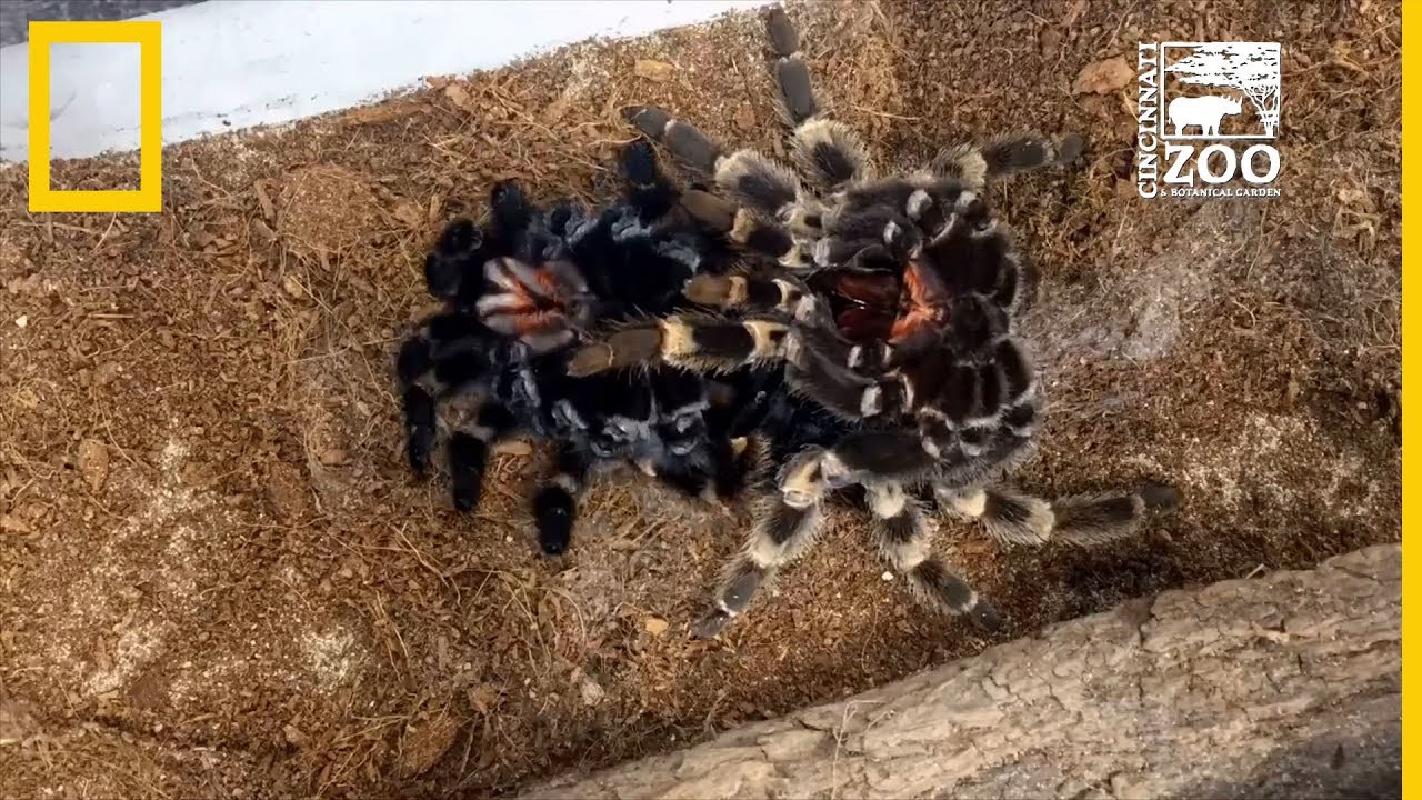 Muda de piel en animales: ¿qué es la cutícula o exoesqueleto?