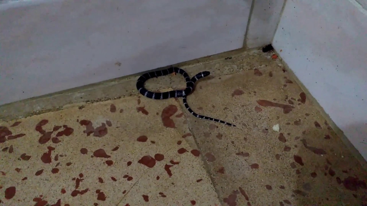 Nombre de la serpiente negra con blanco
