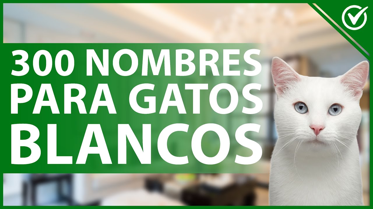 Nombres para gatos blancos de ojos azules