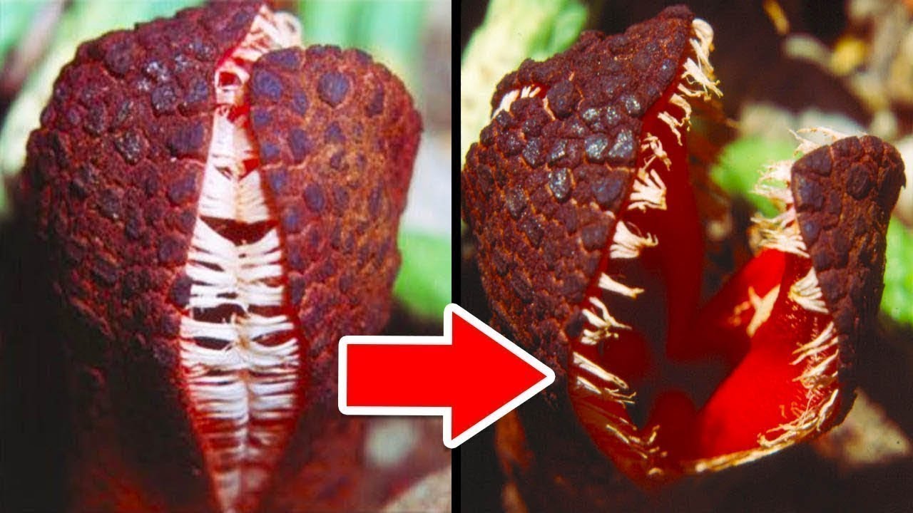 Objetos Sorprendentes Obtenidos de las Plantas