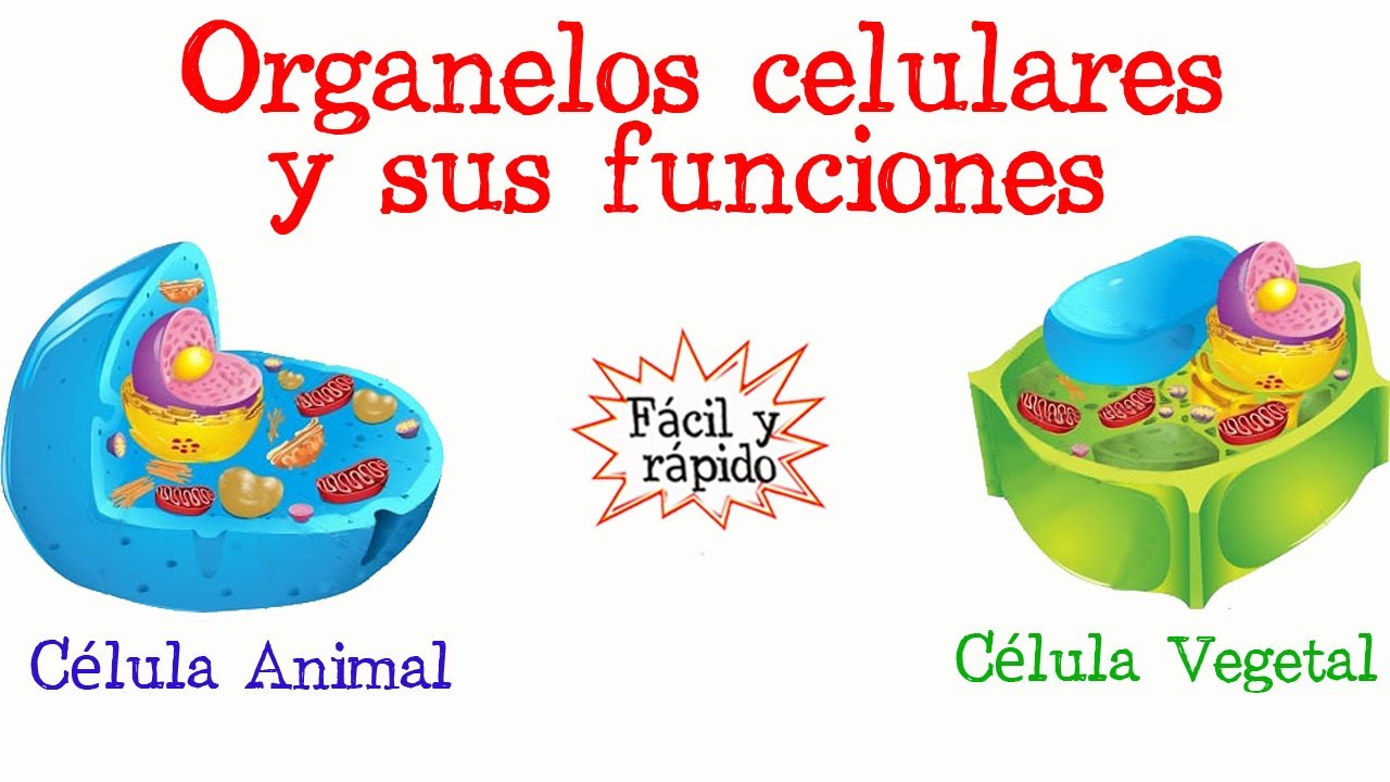 Organelos celulares en comparativa