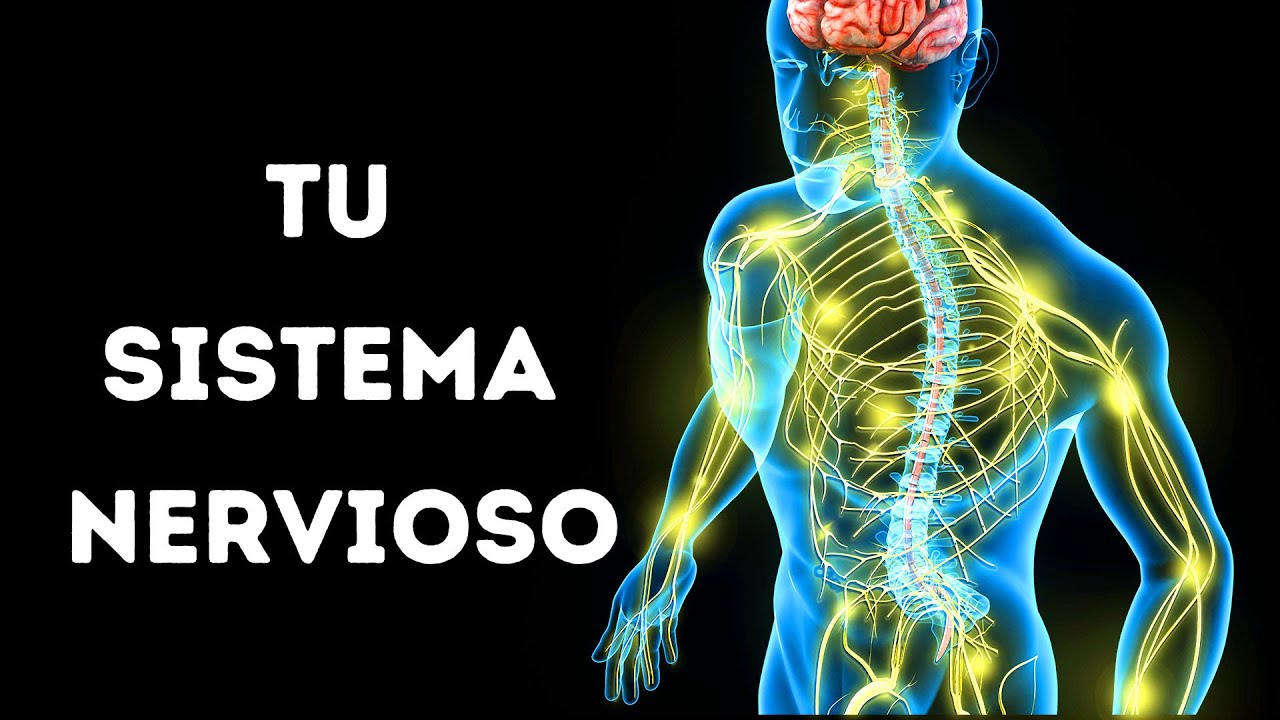 Organismos sin sistema nervioso: ¿cuáles son?