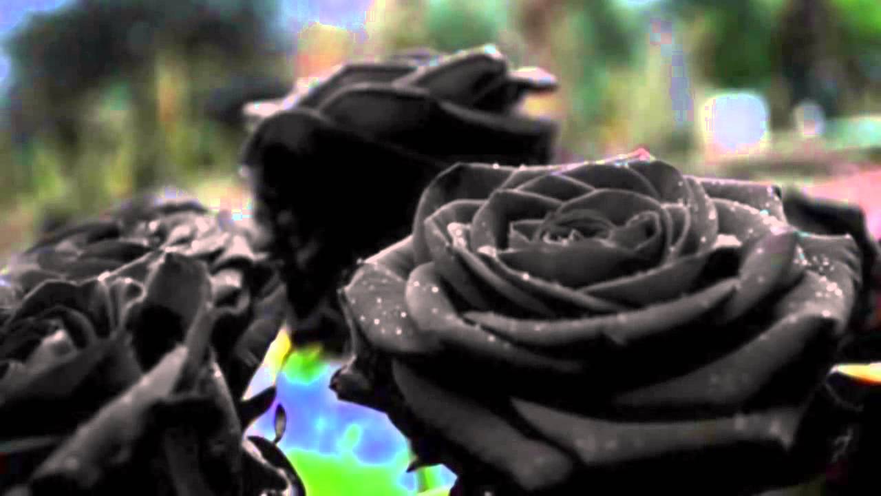 Origen de las rosas negras
