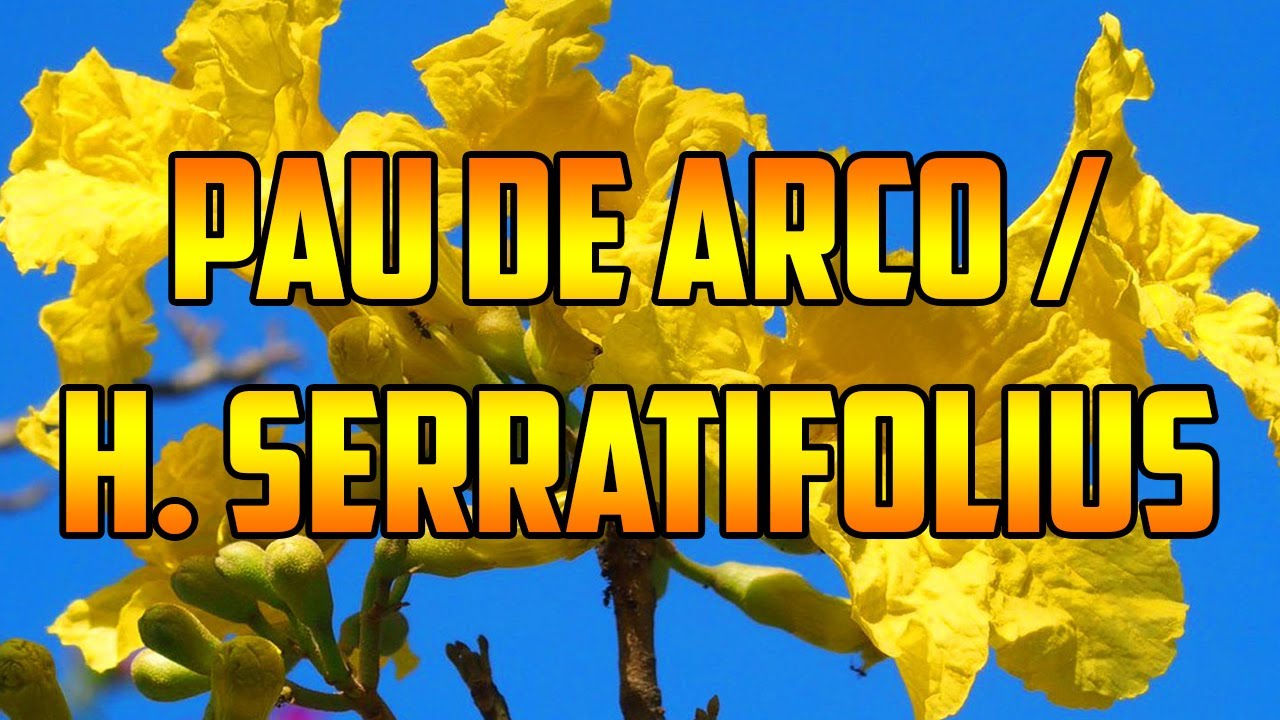 Palo de arco: beneficios y precauciones