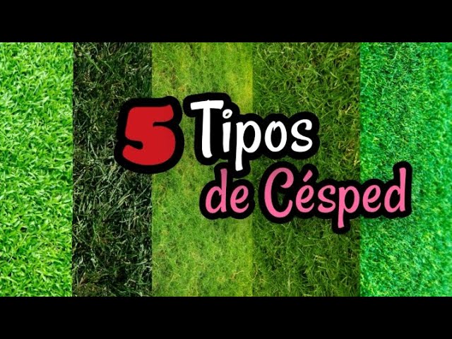 Pasto resistente: descubre el mejor