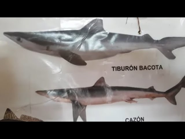 Peces en la costa atlántica argentina
