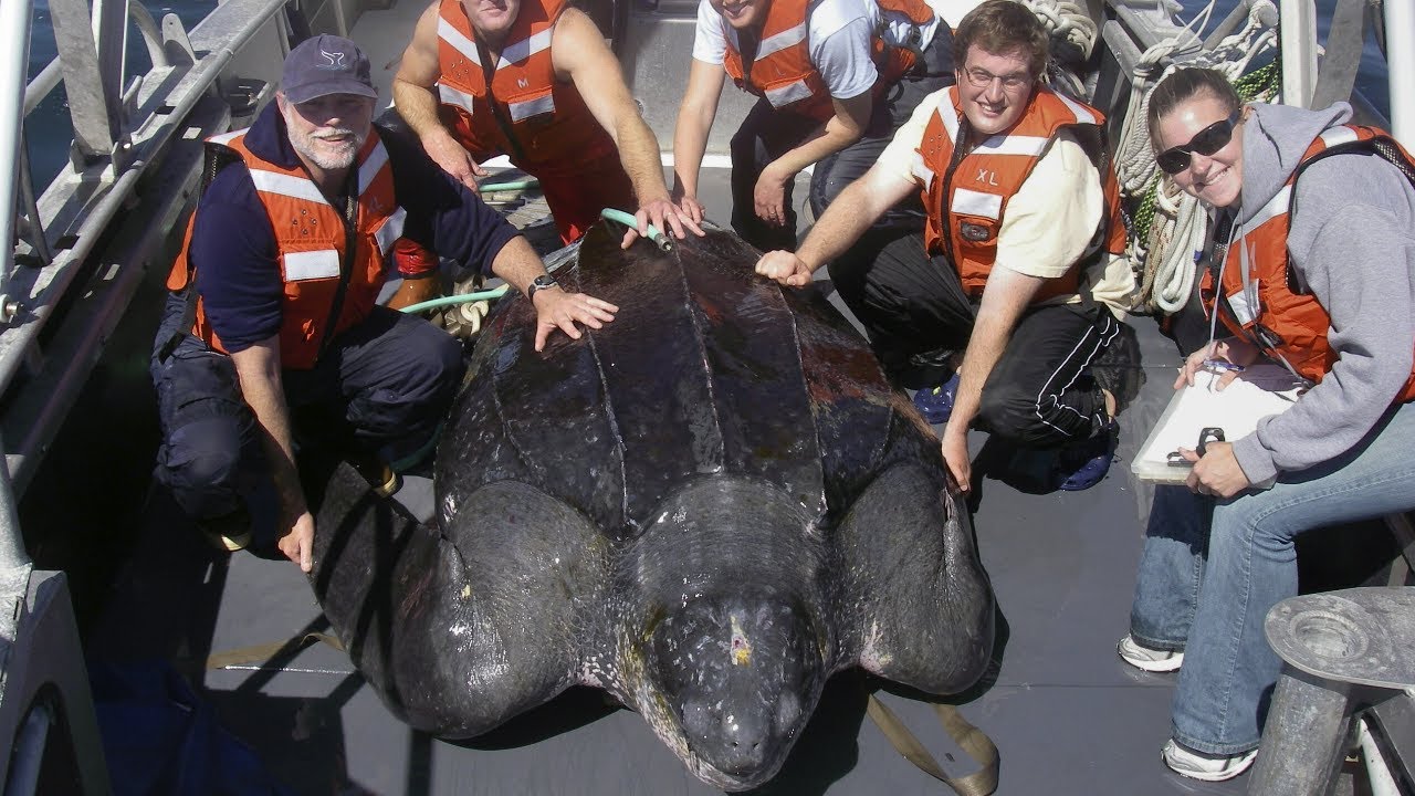 Peso máximo de una tortuga: ¡sorprendente!