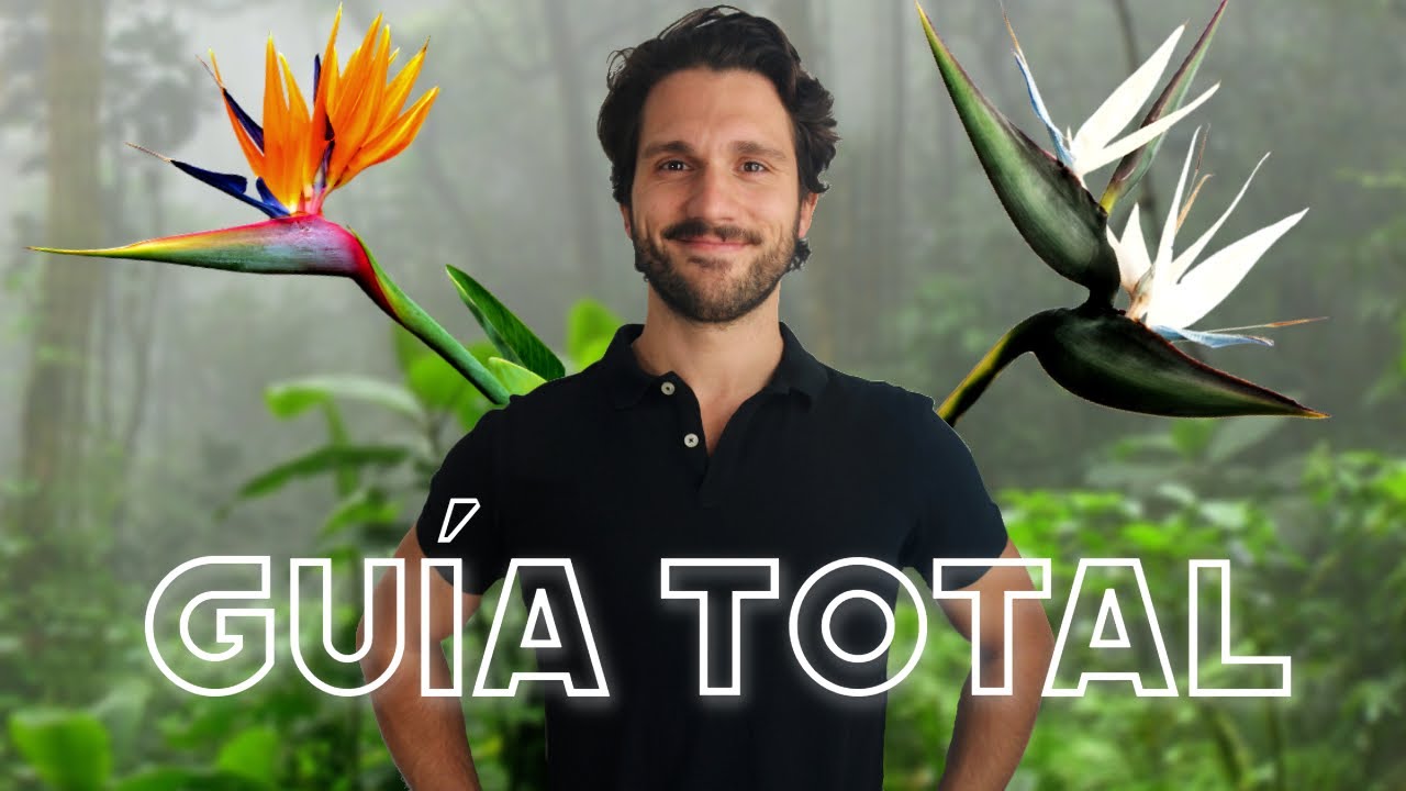 Planta Ave del Paraíso en maceta: ¡brinda color a tu hogar!