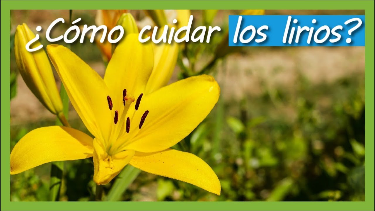 Planta lirio: ¿requiere sol o sombra?