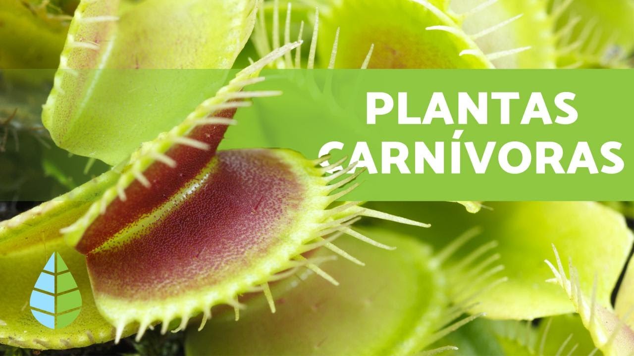 Plantas carnívoras: ¿autótrofas o heterótrofas?