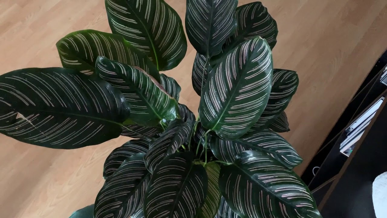 Plantas de interior que se cierran de noche