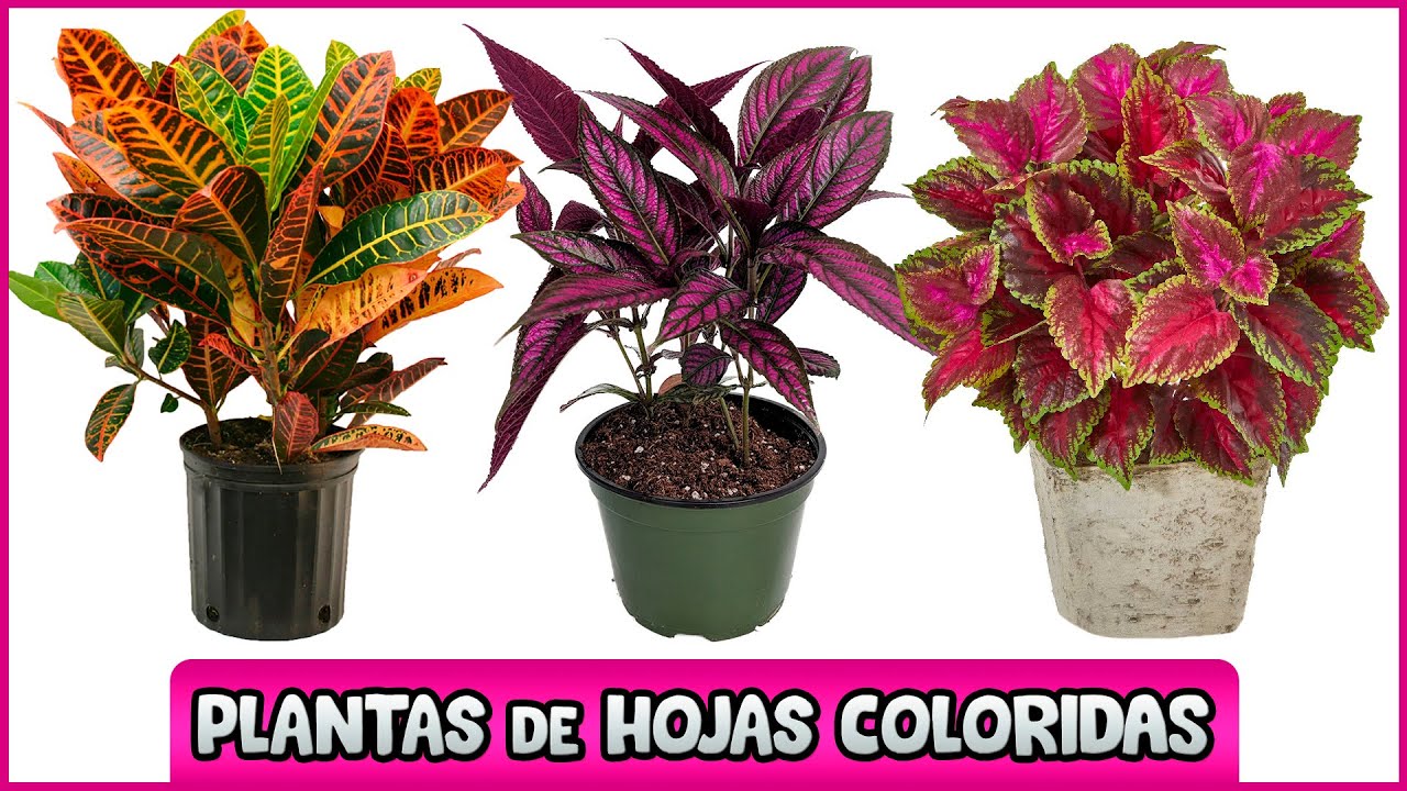Plantas decorativas con hojas de colores