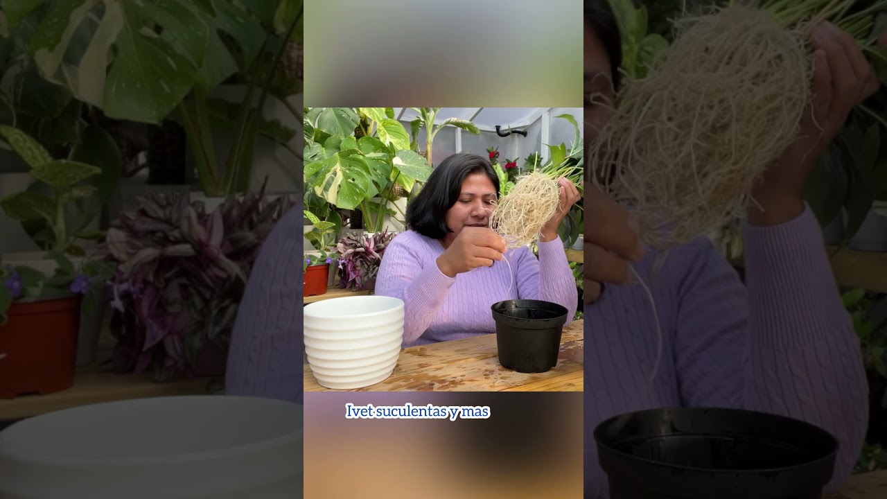Plantas que imitan la cuna de Moisés: descúbrelas