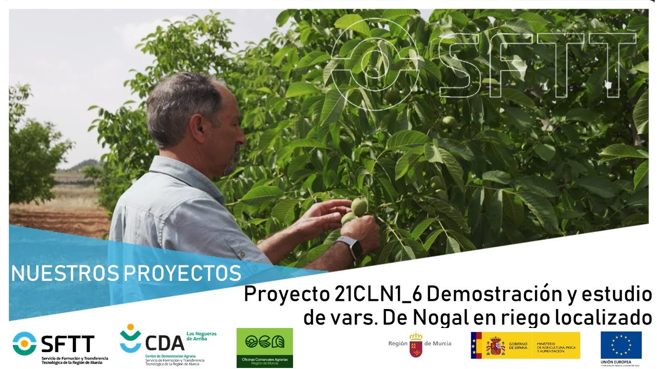Plazo estimado para la producción de nueces en un nogal