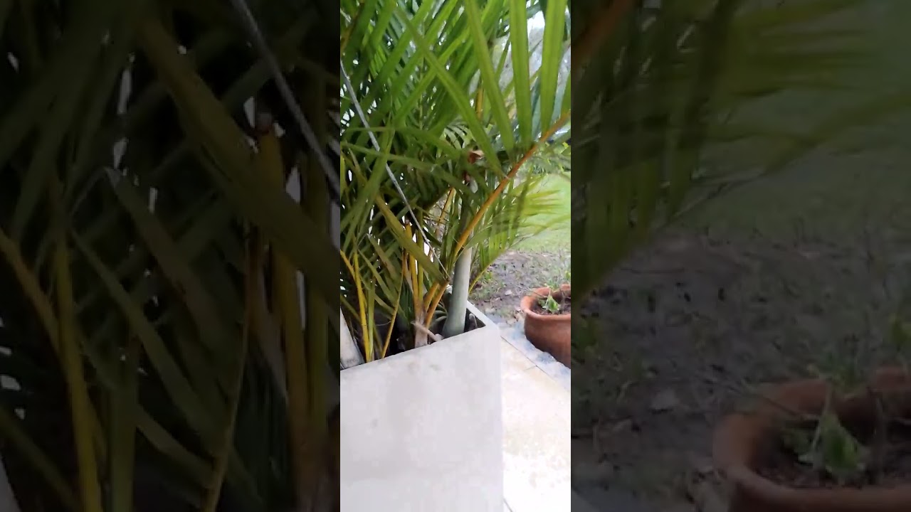 Por qué las palmeras se vuelven amarillas