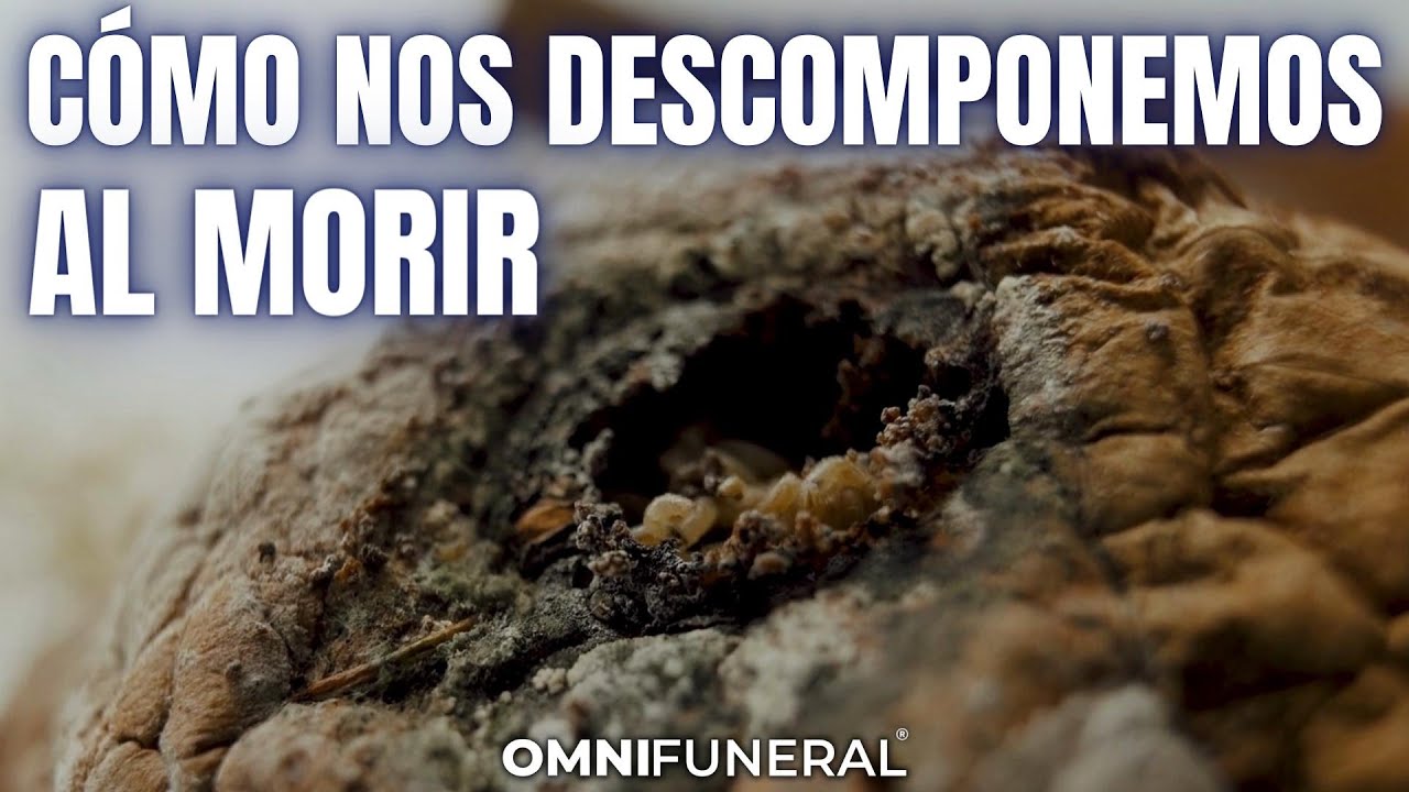 Proceso de descomposición en un ataúd