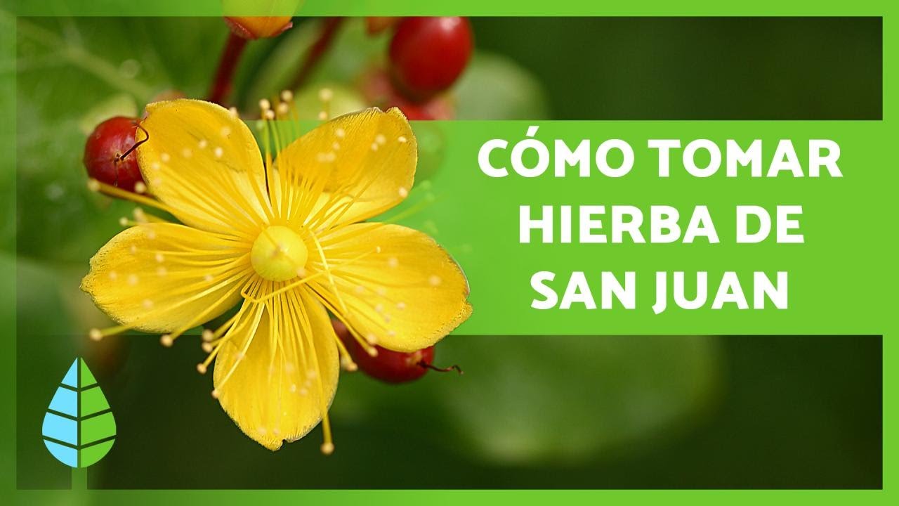 Propiedades mágicas de la hierba de San Juan
