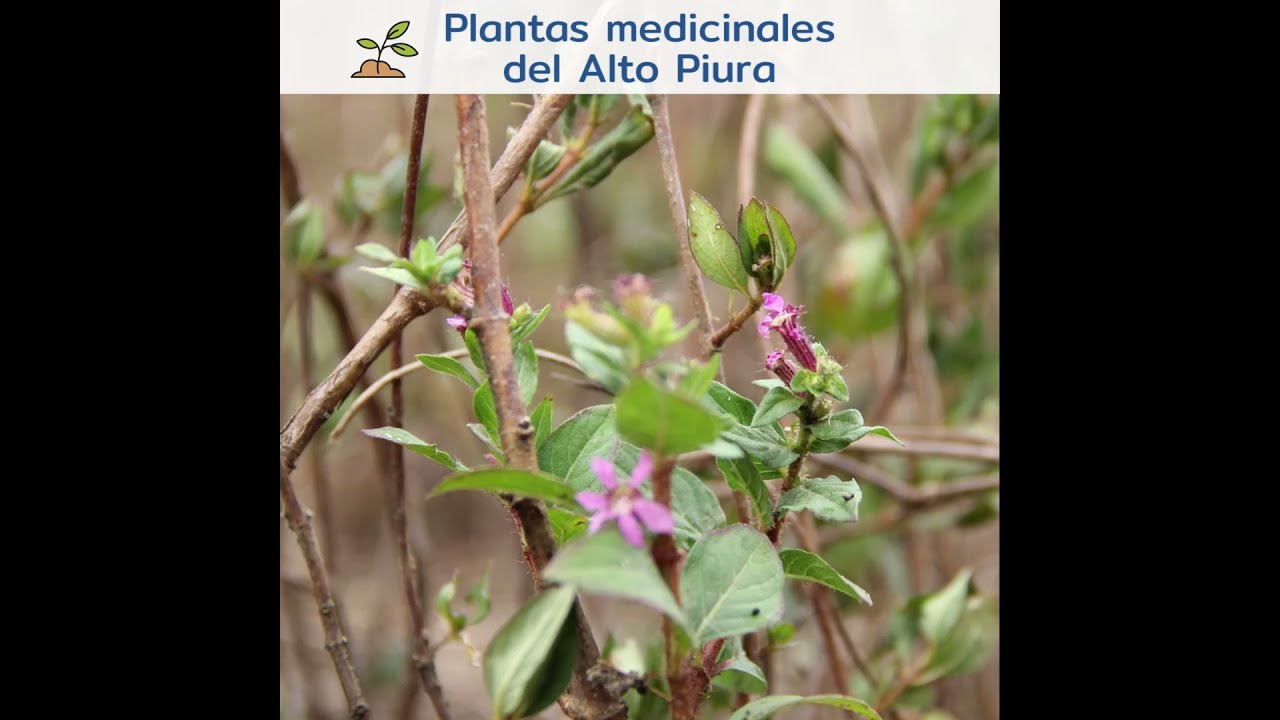 Propiedades medicinales de la hierba del toro