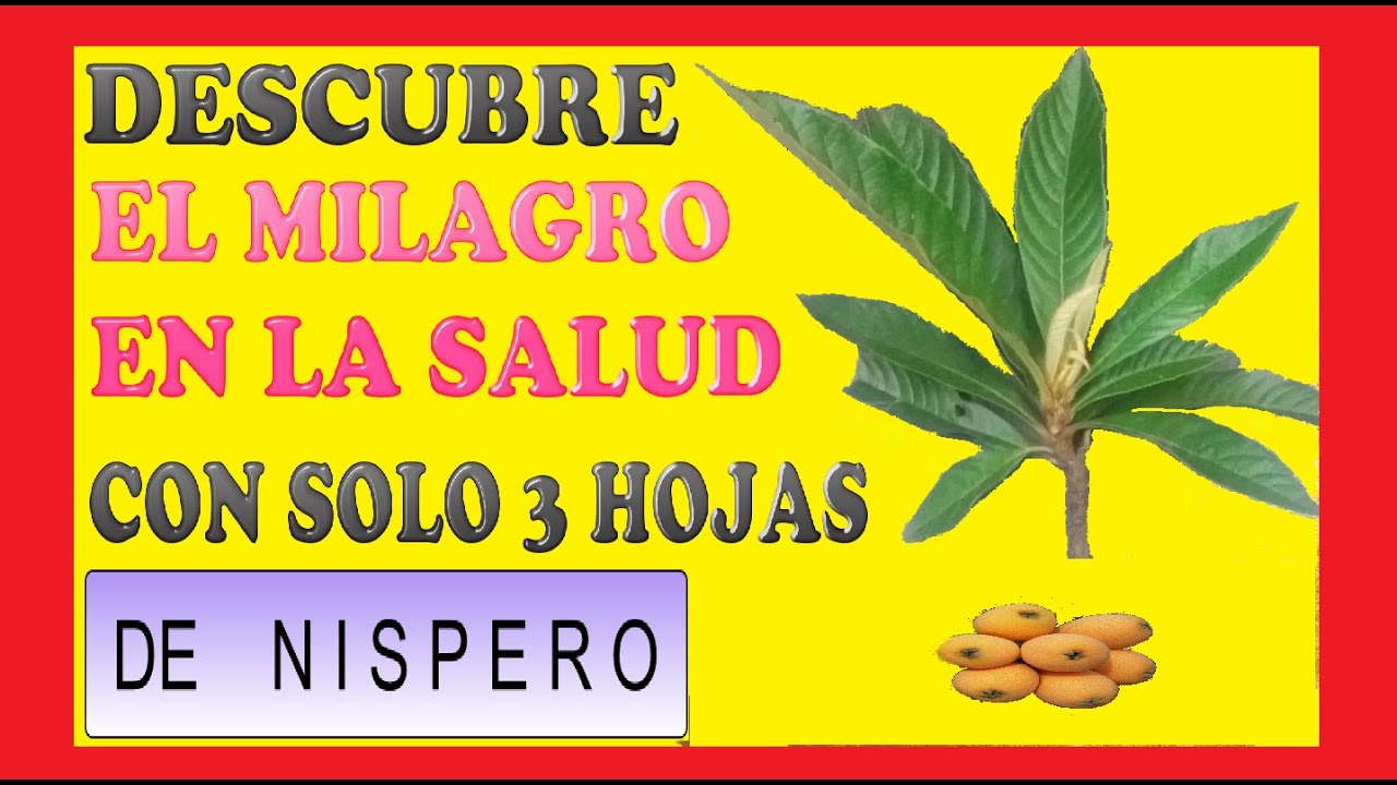 Propiedades y precauciones de las hojas de níspero