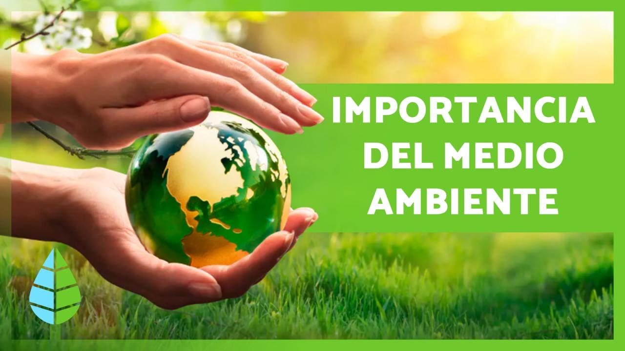 Protección del medio ambiente: importancia y concepto