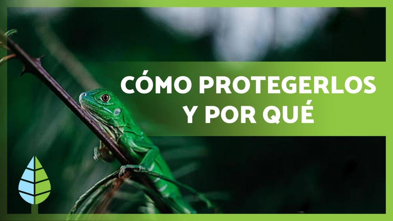 Protección y Cuidado de los Animales: Acciones Importantes