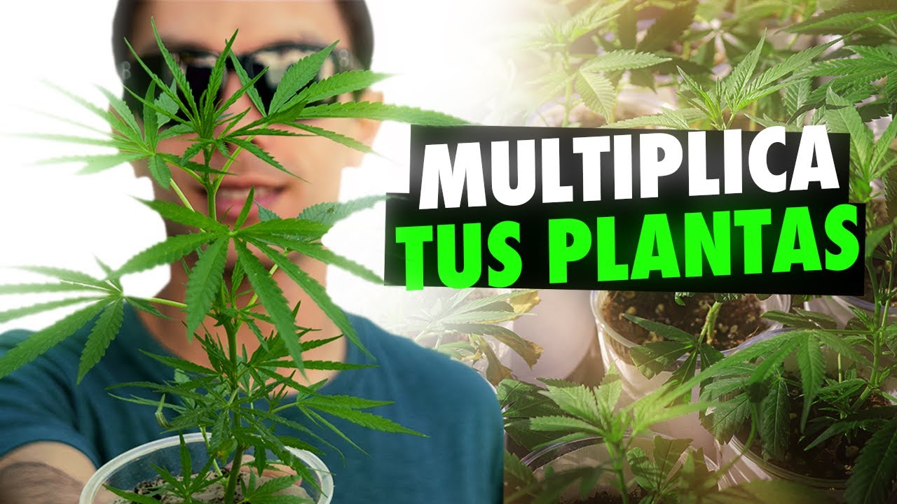 Qué es un esqueje y cómo se cultiva
