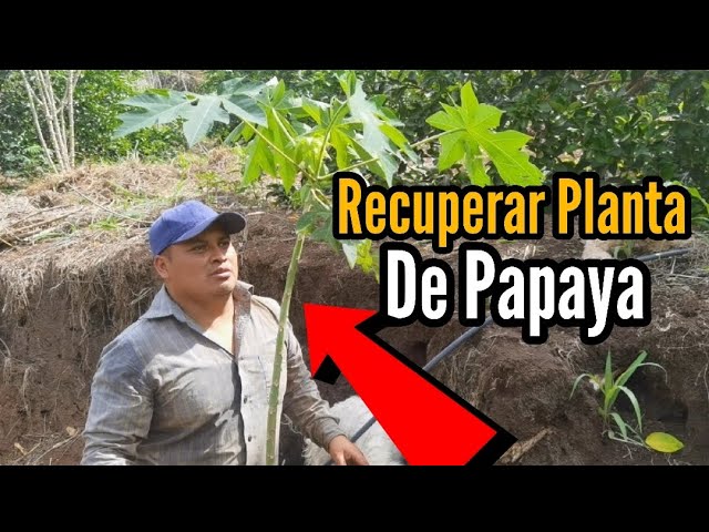 Qué hacer cuando mi planta de papaya se seca