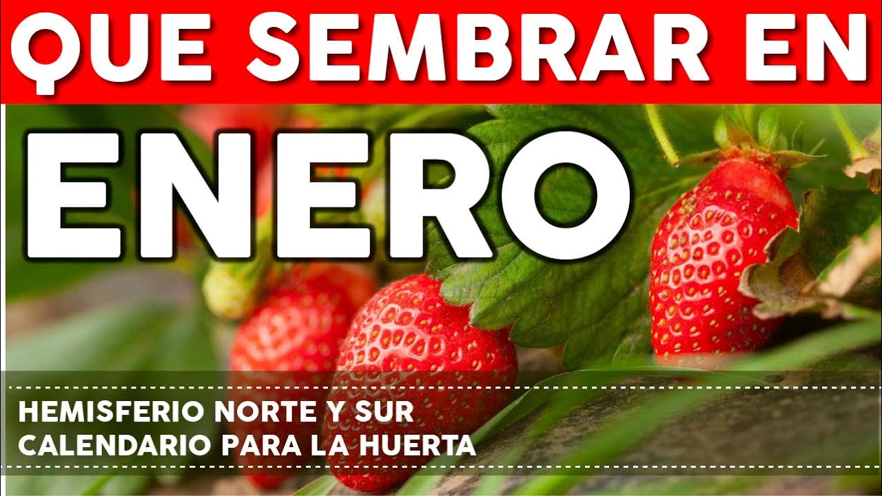 Qué sembrar en enero: consejos para el hemisferio sur