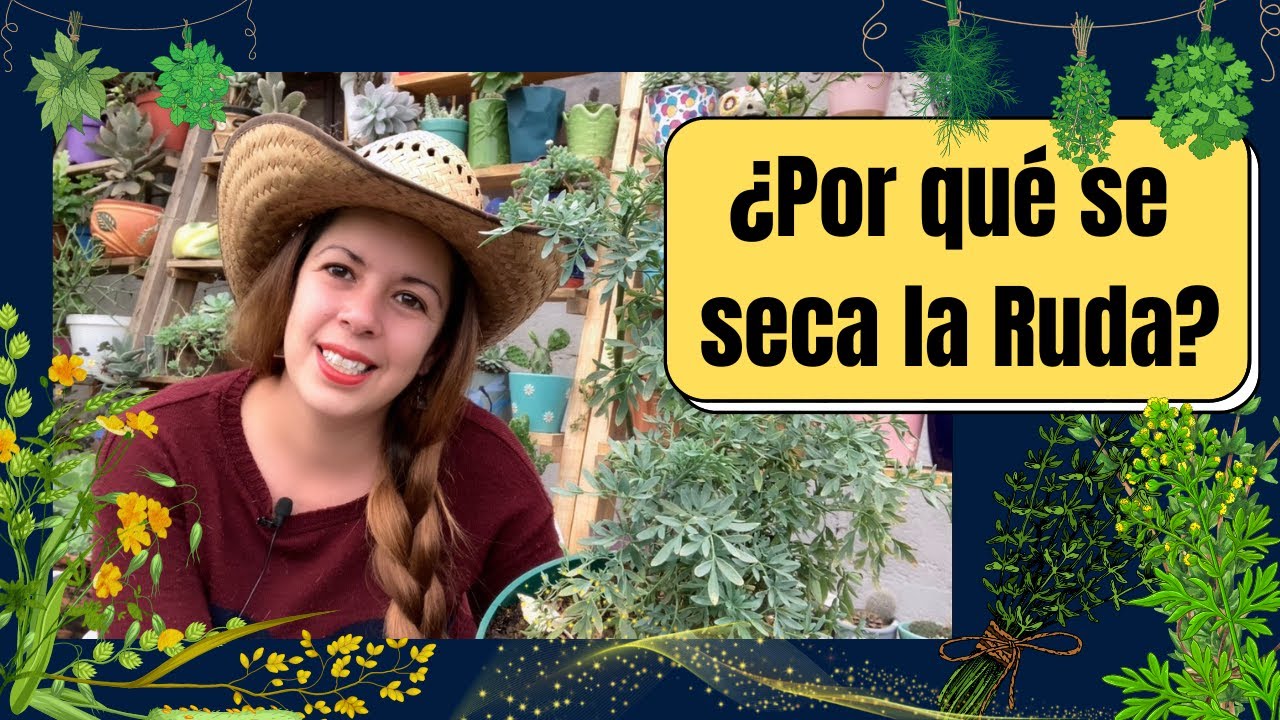 Razones por las que la ruda se seca