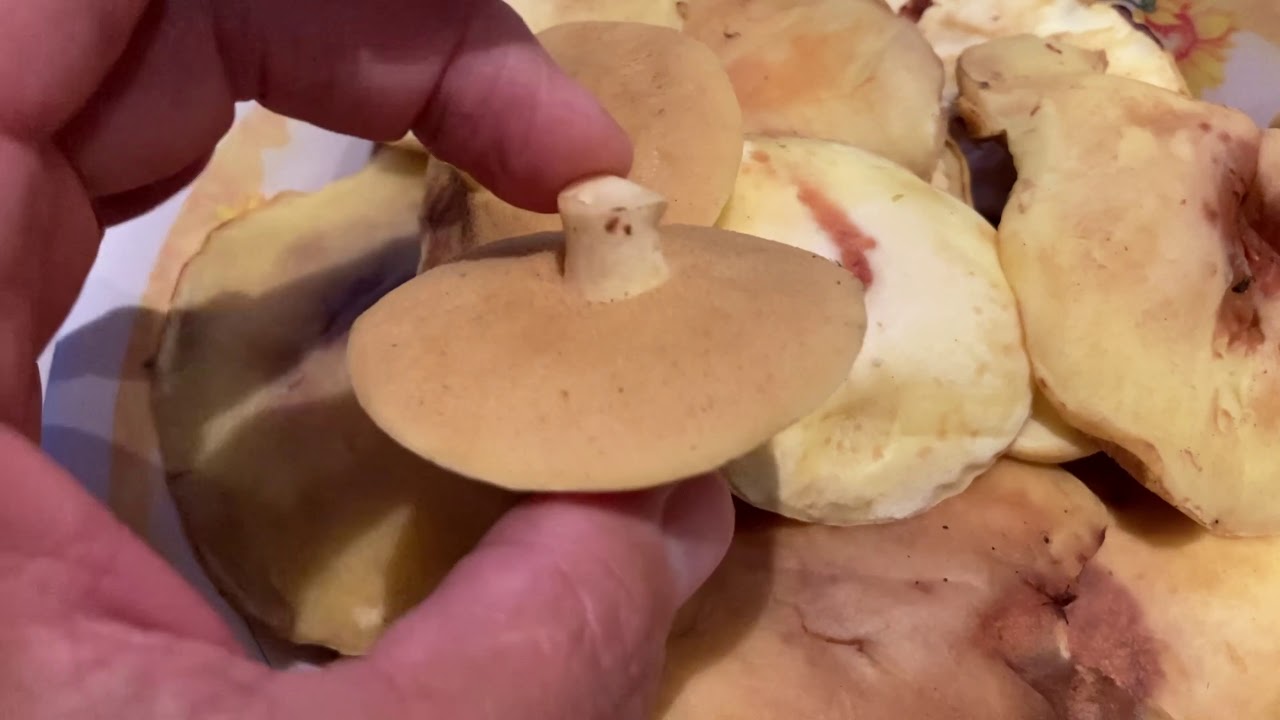 Receta para disfrutar hongos de pino frescos