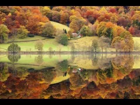 Reflejos mágicos: árboles en el agua