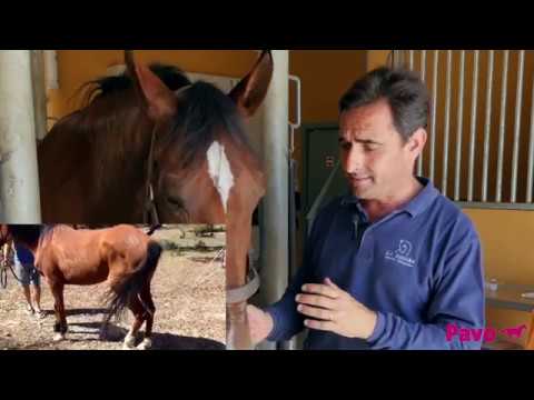 Remedio casero para caballos con dificultad para orinar